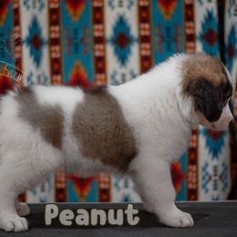 Peanut - White female Tornjak puppy in Albright, West Virginia from Pine Spring Farm