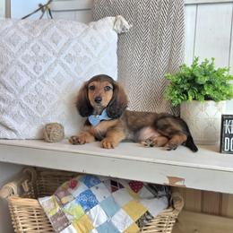 AKC Meet Jack :) - Sable male Dachshund puppy in Centerville, Iowa from Barnyard Dachshunds, Dals & Doodles