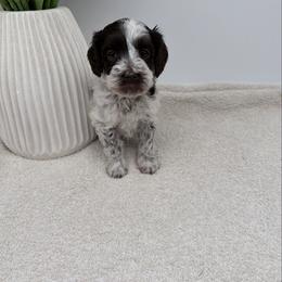 Haven - Chocolate female Australian Labradoodle puppy in Denton, Texas from Liberty Hill Labradoodles
