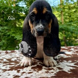Gin - Black white and brown female Basset Hound puppy in Dingess, West Virginia from Tuckers' Howling Hounds