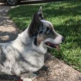 Freya - American Corgi