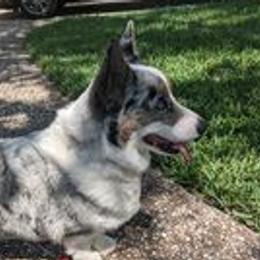 Freya - American Corgi