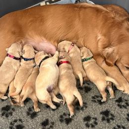 Female 2 - Golden female Golden Retriever puppy in Menifee, California from The Golden Leash Kennels