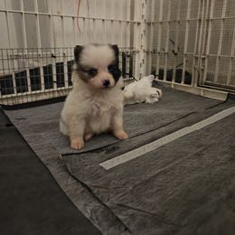 Anabell - Blue merle female Pomeranian puppy in Monroe, Michigan from Katie's Puffy Wuffies