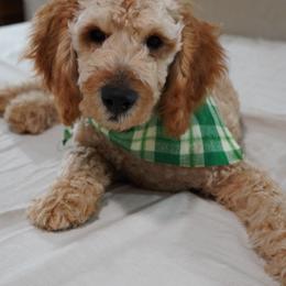 Scruffy - Apricot male Goldendoodle puppy in Galt, California from Foxi Goldendoodles
