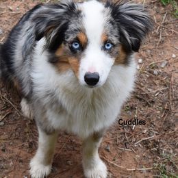 Cuddles - Toy Australian Shepherd