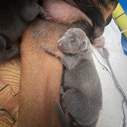 Dori - Blue and rust female Doberman Pinscher puppy in Buffalo, New York from NY Dobermans