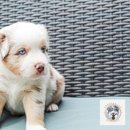 Ambrose - Red merle male Miniature Australian Shepherd puppy in Oakland, Maryland from Yarborough Kennels