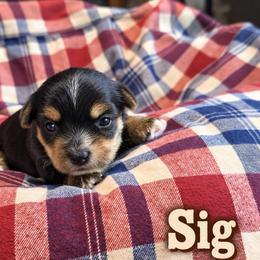 Sig - Black and tan male Yorkshire Terrier puppy in Goode, Virginia from Glass Hill Yorkies