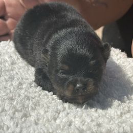 Taylor - Black and tan female Pomeranian puppy in Kansas City, Missouri from S&K Pomeranians