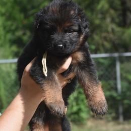 Tan collar female - Black and red female German Shepherd puppy in Marianna, Florida from Haus M Godwin