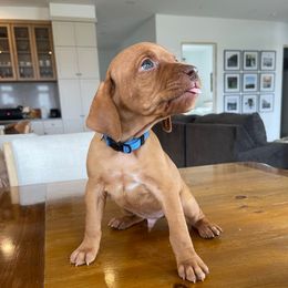 Tomahawk - Golden rust Vizsla puppy in Copenhagen, New York from River Falls Kennel