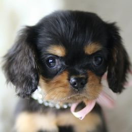 Cavalier King Charles Spaniel Puppies from Applewood Cavaliers