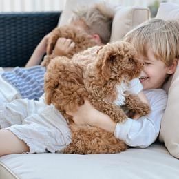 Poodle Puppies from Bruno & Co. Puppies