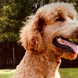 Copper - Poodle