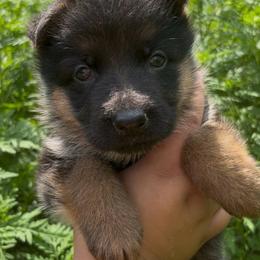 Esperanza - Black and red female German Shepherd puppy in Youngsville, North Carolina from Di casa Esperanza