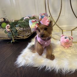 Yorkshire Terrier Puppies from Yorkshire Terriers