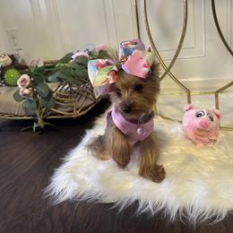Yorkshire Terrier Puppies from Yorkshire Terriers
