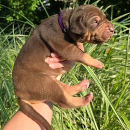 Chardonnay - Chocolate female Great Dane puppy in Monroe County, Pennsylvania from Poke-A-Nose Danes