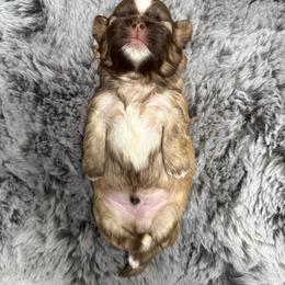 Brownie - Liver male Shih Tzu puppy in Gig Harbor, Washington from Shih Tzu snuggles