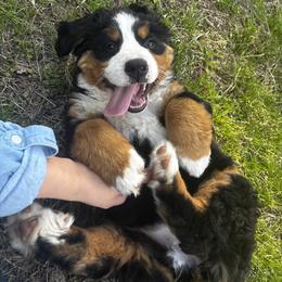 Bernese Mountain Dog Puppies from Willow Springs Doodles