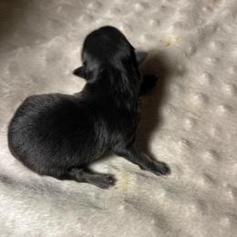 Pup 3 - Black and tan female Pomeranian puppy in Zavalla, Texas from Precious Puff Poms