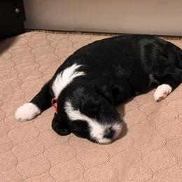 Aussiedoodle Puppies from Happy Hippy Doodles