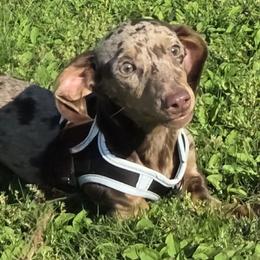 Pebbles - Dachshund