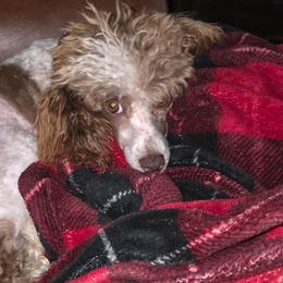 Tilly - Parti female Poodle puppy in Arkansas from Brew House