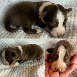Red tri male - Red tri male Toy Australian Shepherd puppy in Brooker, Florida from Honey, I Shrunk the Aussies