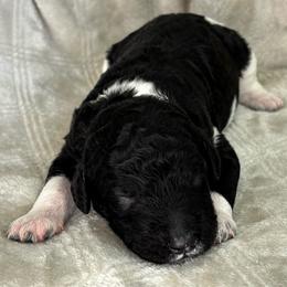Black and White Parti 4 - Black male Poodle puppy in Monroe, North Carolina from The Klepper Homestead