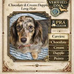 Maze - Dachshund