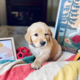 Golden Retriever Puppies from TaylerMade Goldens