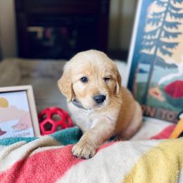 Golden Retriever Puppies from TaylerMade Goldens