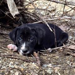 Mountain Cur Puppies from Walnut Ridge Mountain Curs