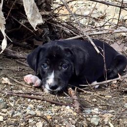 Mountain Cur Puppies from Walnut Ridge Mountain Curs