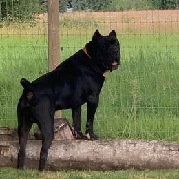 Zeus - Cane Corso