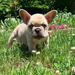 Max - Tricolors male French Bulldog puppy in Millstone Township, New Jersey from Couture_frenchies_and_pomeranian