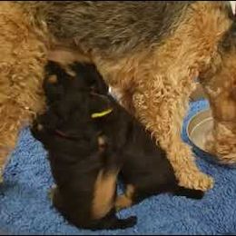 Airedale Terrier Puppies from Avalon Airedales