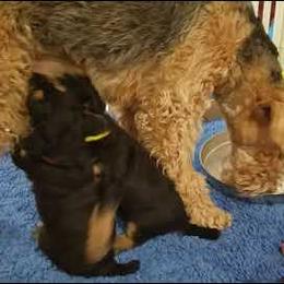 Airedale Terrier Puppies from Avalon Airedales