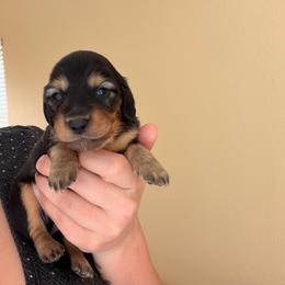 Boy 1 - Black and tan male Dachshund puppy in Southwest Ranches, Florida from Breezy Florida Dachshunds