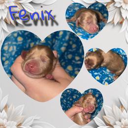 Fenix - Dapple male Dachshund puppy in Brazil, Indiana from King Duke Dachshunds