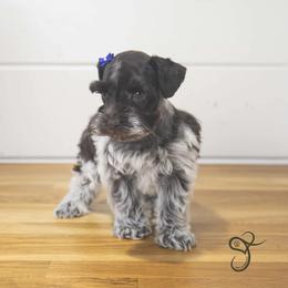 Gwen - Parti female Miniature Schnauzer puppy in Diamond Valley, Utah from JoJo's Schnauzers