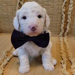 Charlie - White male Bernedoodle puppy in Elkhart, Iowa from McKenzie Payne