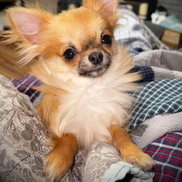 Chihuahua Puppies from Strawberry River Kennel