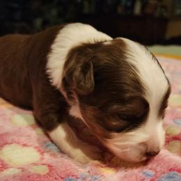 Girl 2 - Red & white female Toy Australian Shepherd puppy in Ocala, Florida from Crazy Aussie Chaos