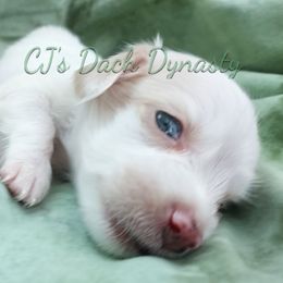 Little Brother 3500 - Cream male Dachshund puppy in Gatesville, Texas from CJ's Dach Dynasty