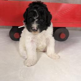 Comet - Parti male Poodle puppy in Luana, Iowa from Country View Bernedoodles and Goldendoodles