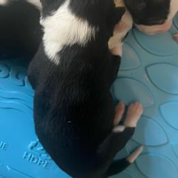 Boy 1 - Black and white male Border Collie puppy in Salem, Oregon from Croisan Creek Border Collies