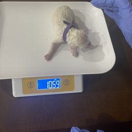 Poodle Puppies from Cute paws poodles